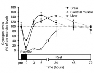 Glycogen replenishing following exhaustive exercise in the brain, skeletal muscle and liver